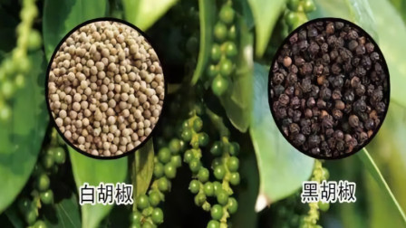 黑胡椒和白胡椒相差一个字，它们之间到底有什么区别？
