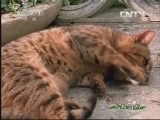 人与自然 《人与自然》 20131111 自然启示：奇异的药物