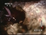 动物世界 《动物世界》 20130902 丛林怪兽