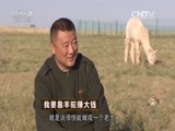 致富经 《致富经》 20151104 我要靠羊驼赚大钱