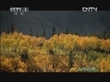 人与自然 《人与自然》 20121008 自然发现 黄石公园-秋季（下）