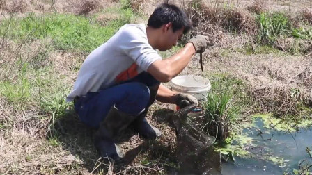 俗语：“七月蜂八月蛇，九月黄鳝惹不得”