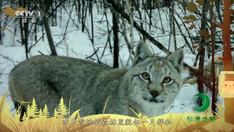《秘境之眼》 猞猁/貂熊 20210502