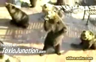 社会记实 国内某公园熊可爱人可恨!