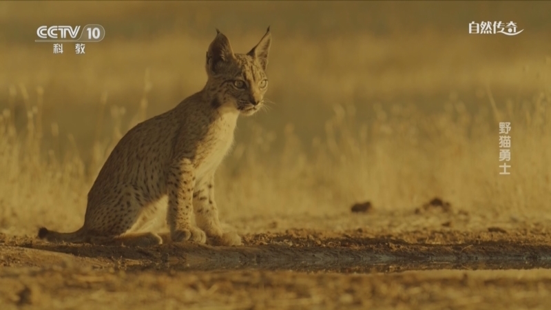 自然传奇 《自然传奇》 20250428 野猫勇士