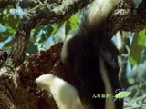 人与自然 《人与自然》 20150331 自然发现：哺乳动物——树上的居民（上）