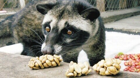 XFun吃货俱乐部2013 猫屎做咖啡贵比黄金 吃货食量震惊巴厘岛