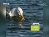 自然传奇 《自然传奇》 20171119 妙趣横生大自然