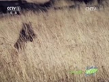 人与自然 《人与自然》 20141122 自然故事：猎豹母亲（上）
