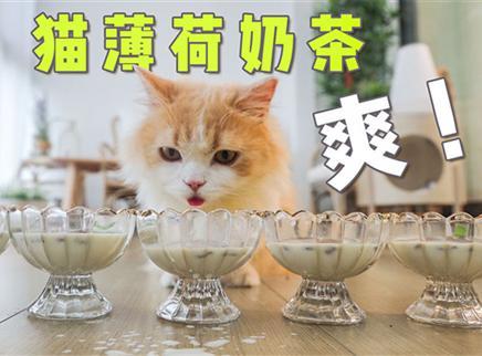 猫：我胖没有一杯奶茶是无辜的