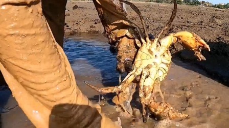 渔夫花2小时挖开大洞，抓出脸盆大“蟹王”，蟹钳有手臂粗