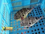 消费主张 《消费主张》 20180413 舌尖上的春天（一）：长江江鲜