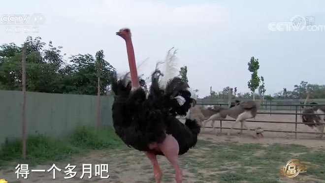 致富经 《致富经》 20200904 “鸵鸟谷”里的多样财富
