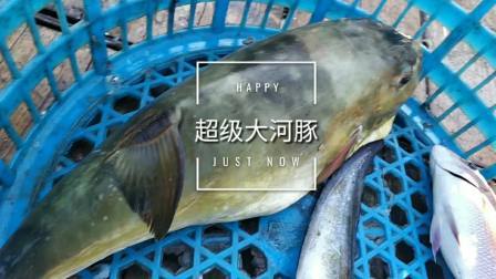 南澳岛赶海日记 大船乘风破浪到深海，捕捞一下子爆满，还收获超大河豚鱼和长嘴鱼