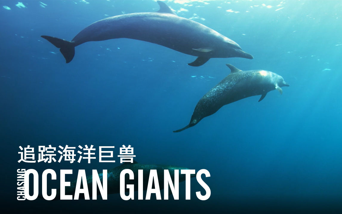 斑海豚与金枪鱼的盛宴