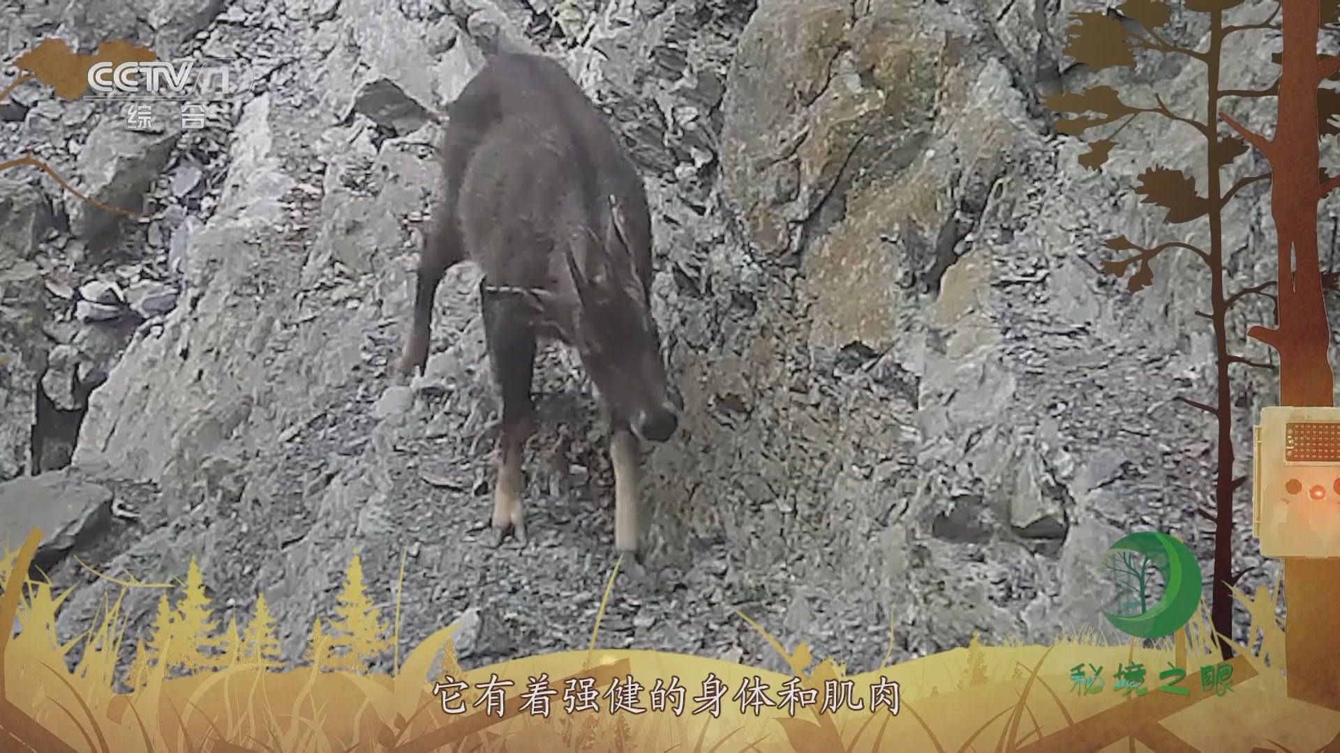 秘境之眼 《秘境之眼》 中华斑羚 20230903