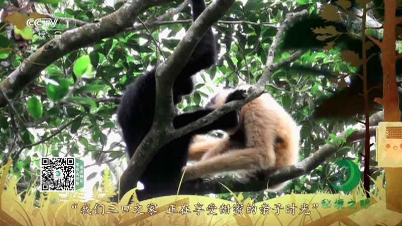 《秘境之眼》 海南长臂猿 20210215