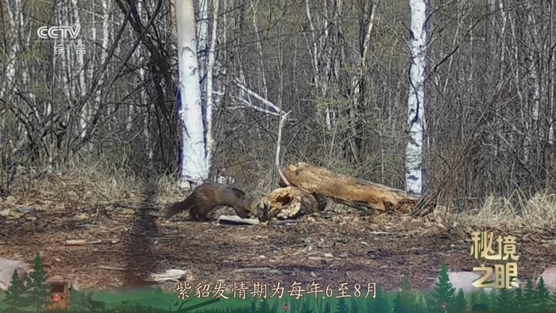 秘境之眼 《秘境之眼》 紫貂 20251205