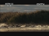 魅力纪录（CCTV-1综合频道） 《魅力纪录》 20130819 非洲 第一集 卡拉哈里沙漠