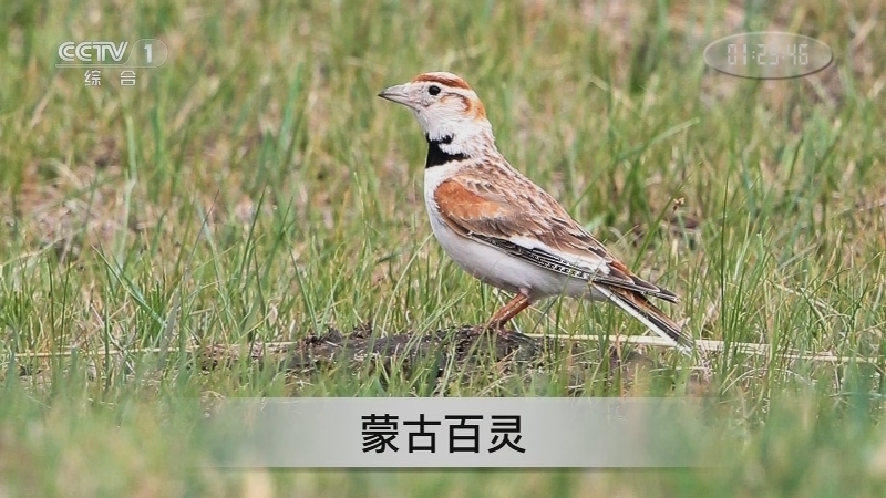 《生活提示》 20211112 保护鸟类 我们能做些什么？