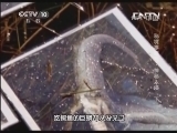 地理中国 《地理中国》 20130626 秘境零距离-神秘入侵 （下）