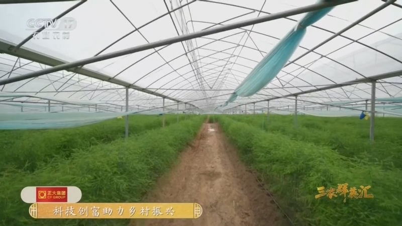 三农群英汇 《三农群英汇》 20260817 芦笋地里的新生路