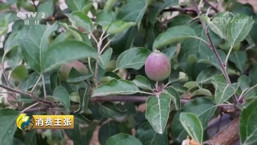 消费主张 《消费主张》 20190610 苹果价格上涨调查（上）