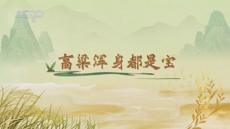 百家讲坛 《百家讲坛》 20250429 食物的历史（第一部） 5 高粱浑身都是宝