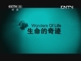 魅力纪录（CCTV-1综合频道） 《魅力纪录》 20130829 生命的奇迹 第四集 家园
