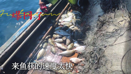 南澳岛赶海日记 彪哥去收放外海一整夜的渔网，没想到泥猛鱼接连不断，直接爆网了