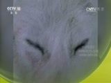 自然传奇 《自然传奇》 20170329 荒野求生