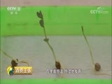 消费主张 《消费主张》 20180702 新消费新生活：城里人的种菜梦（下）