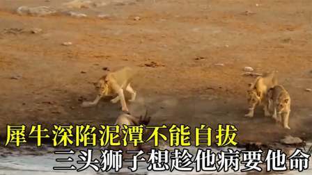 犀牛深陷泥潭不能自拔，狮群想趁火打劫，在绝对实力面前都是浮云