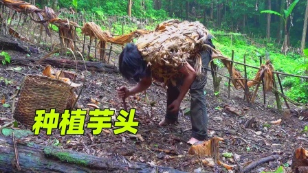 原始丛林人苏门答腊 第二季 越南丛林荒野求生，芋头已经发芽，新一轮种植开始