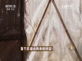 致富经 《致富经》 20151021 靠竹荪重头再来的财富