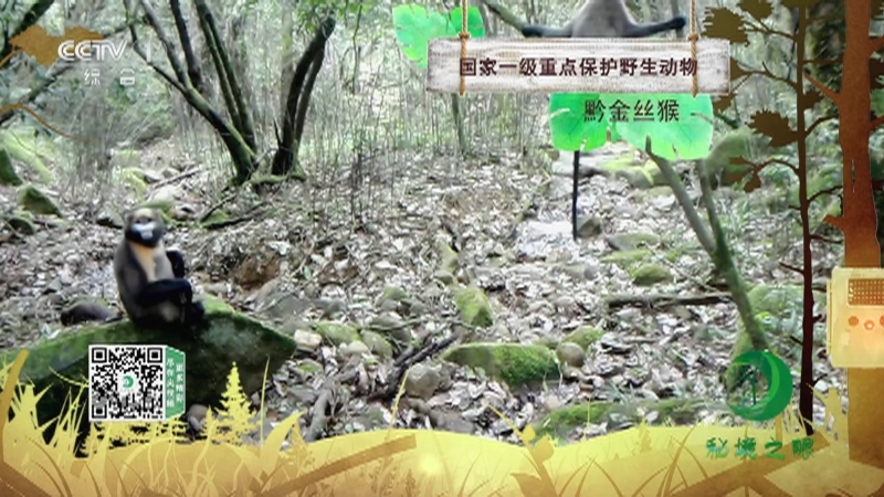秘境之眼 《秘境之眼》 黔金丝猴 20230507