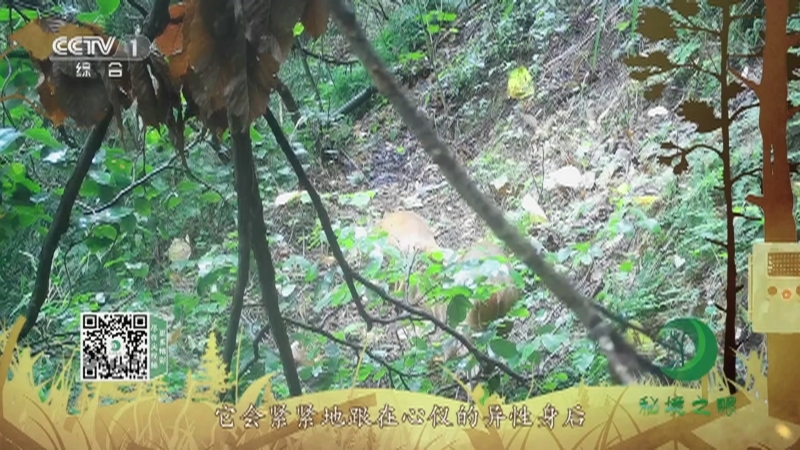 秘境之眼 《秘境之眼》 小麂 20220726