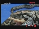 科技人生 《科技人生》 20120414 人蟒情未了
