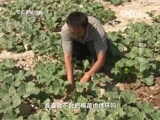 走近科学 《走近科学》 20150813 哈密瓜之旅（上）