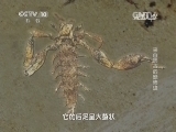 走近科学 《走近科学》 20140227 来自远古的恐怖虫