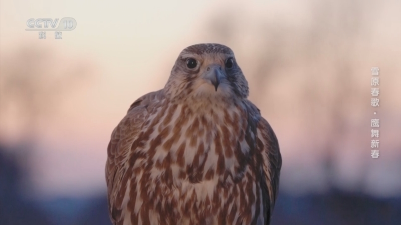 《雪原春歌》 第3集 鹰舞新春