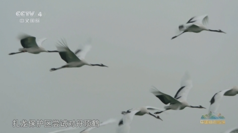 远方的家 《远方的家》 20260708 中国自然秘境 林海苍翠 鹤舞云天