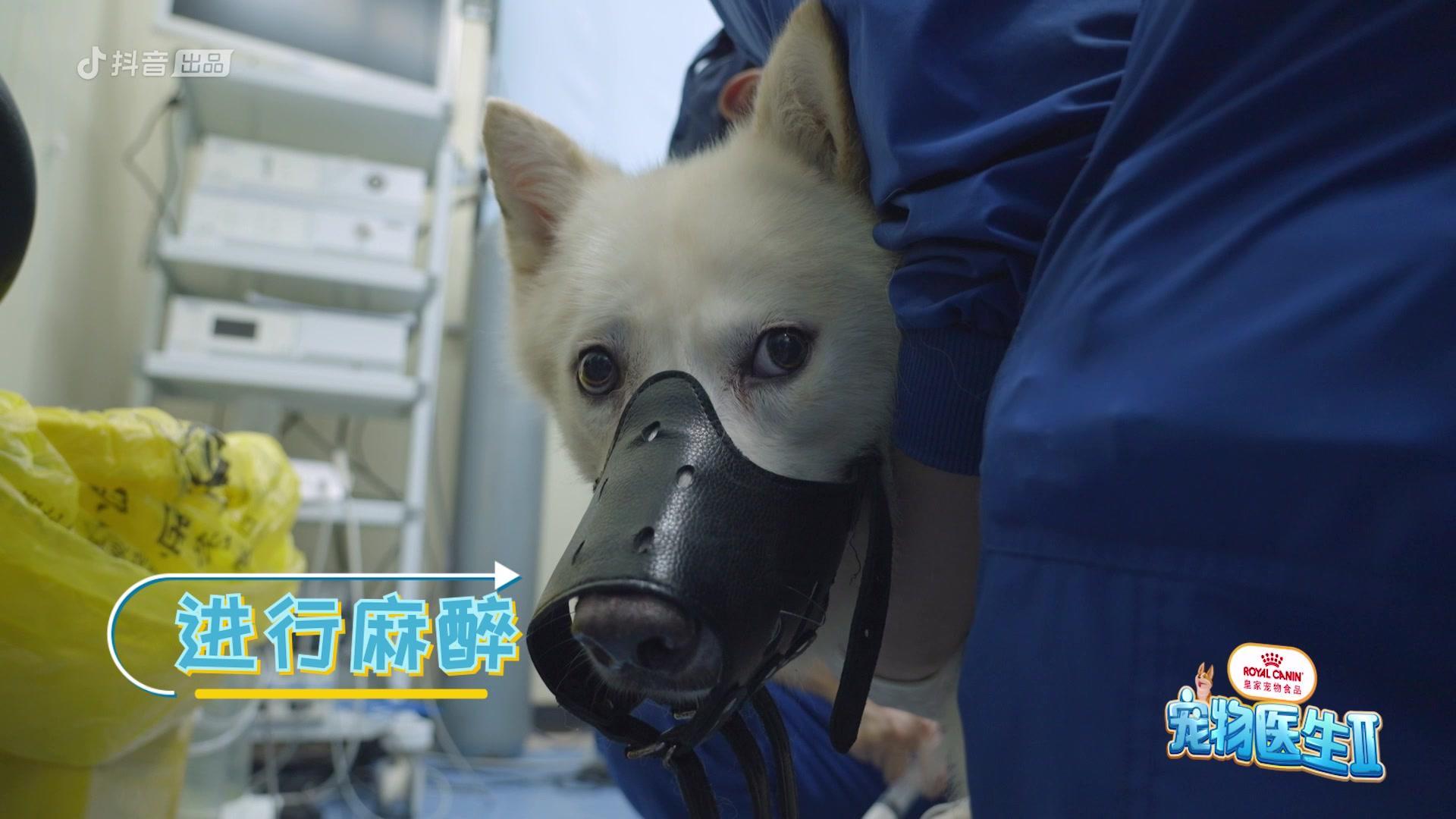宠物医生第二季 《宠物医生第二季》第8期