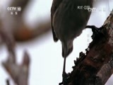 地理中国 《地理中国》 20160604 海洋日特别节目·孤岛传奇