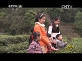 芝麻开门【央视】 《芝麻开门》 20150504 寻茶记之柏柳探茶