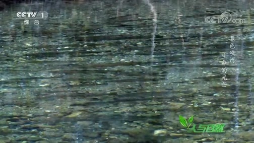 人与自然 《人与自然》 20200504 暮色峡湾——生命的光芒