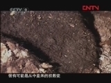 《历史传奇》 20110923 无棺古墓 （下）