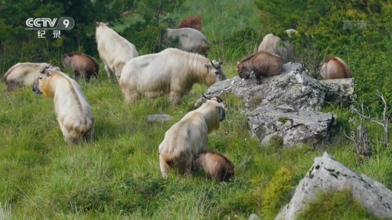 《守望秦岭》 第3集 秦岭羚牛