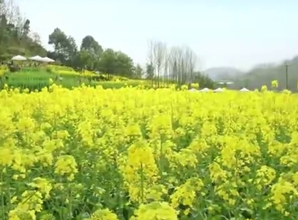 二更视频 错过它 便错过了整个春天！