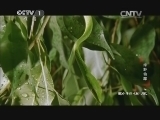 动物世界 《动物世界》 20140607 绿野仙踪